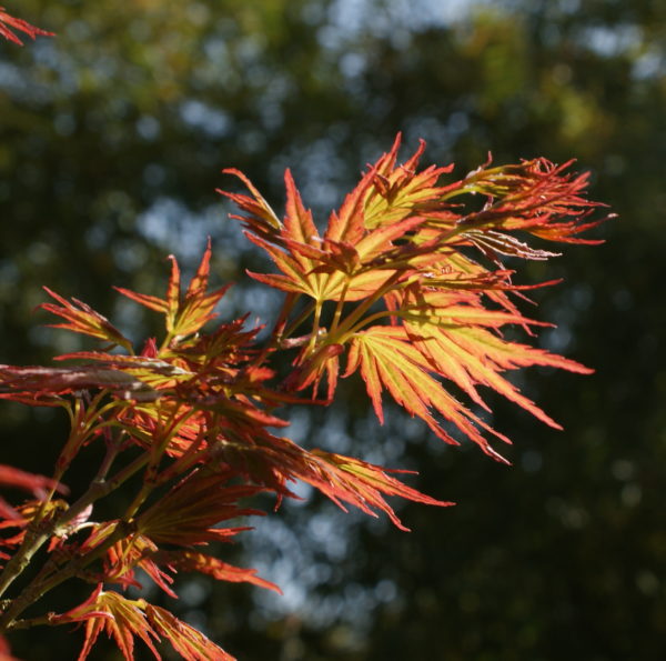 Kyokiuzu – Image 3