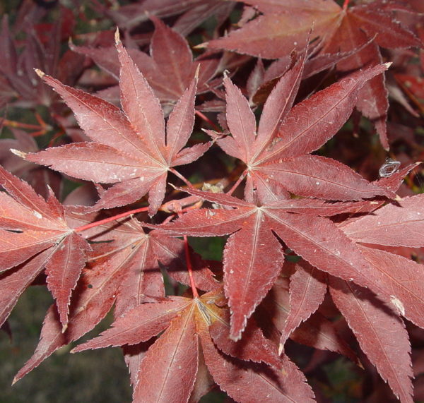 Red Flash