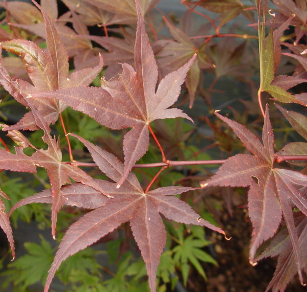 Red Flash – Image 2