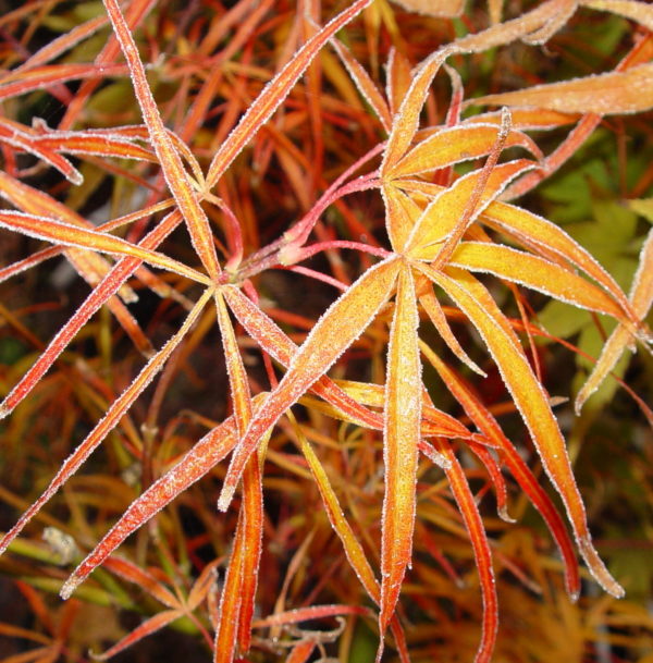 Red Pygmy