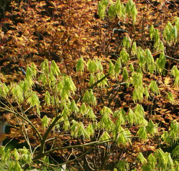 Sekimori – Image 2