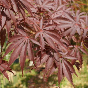 Sherwood Flame