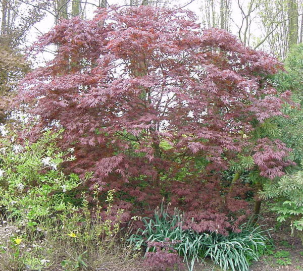 Sherwood Flame – Image 4