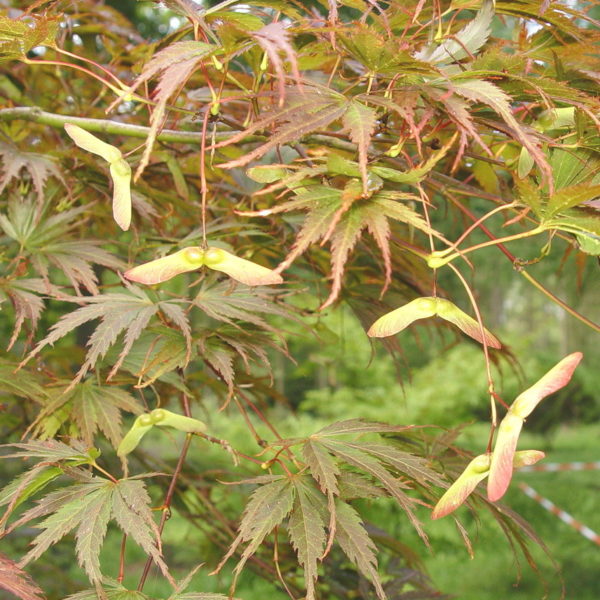 Sherwood Flame – Image 3