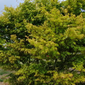 Palmatum