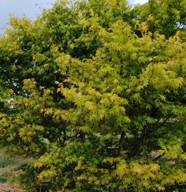 Palmatum