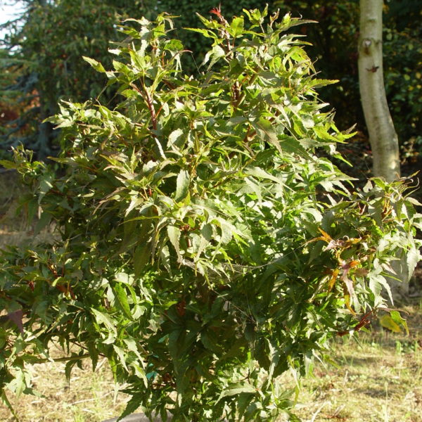 Taro yama – Image 5