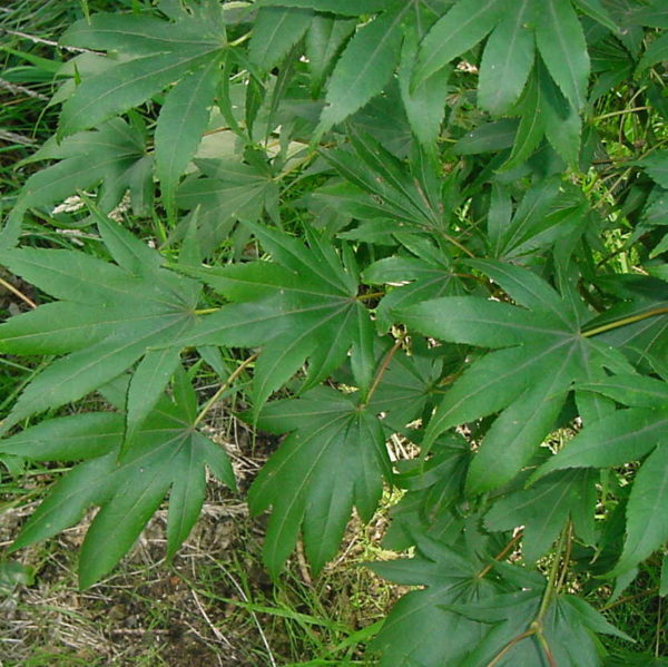 Tatsuta – Image 2