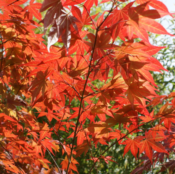 Yezo nishiki – Image 3