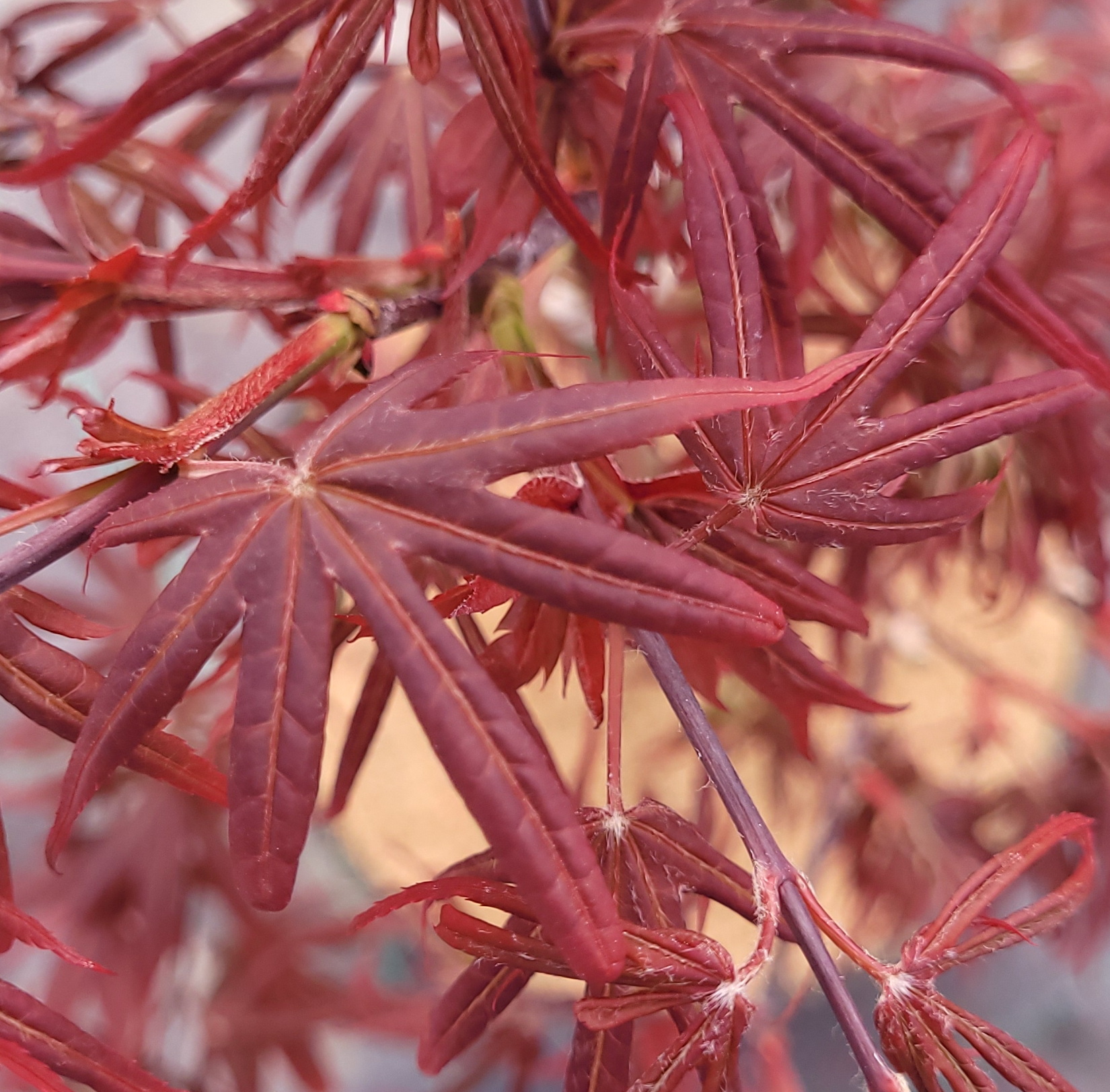 Alpine Sunrise – Image 3