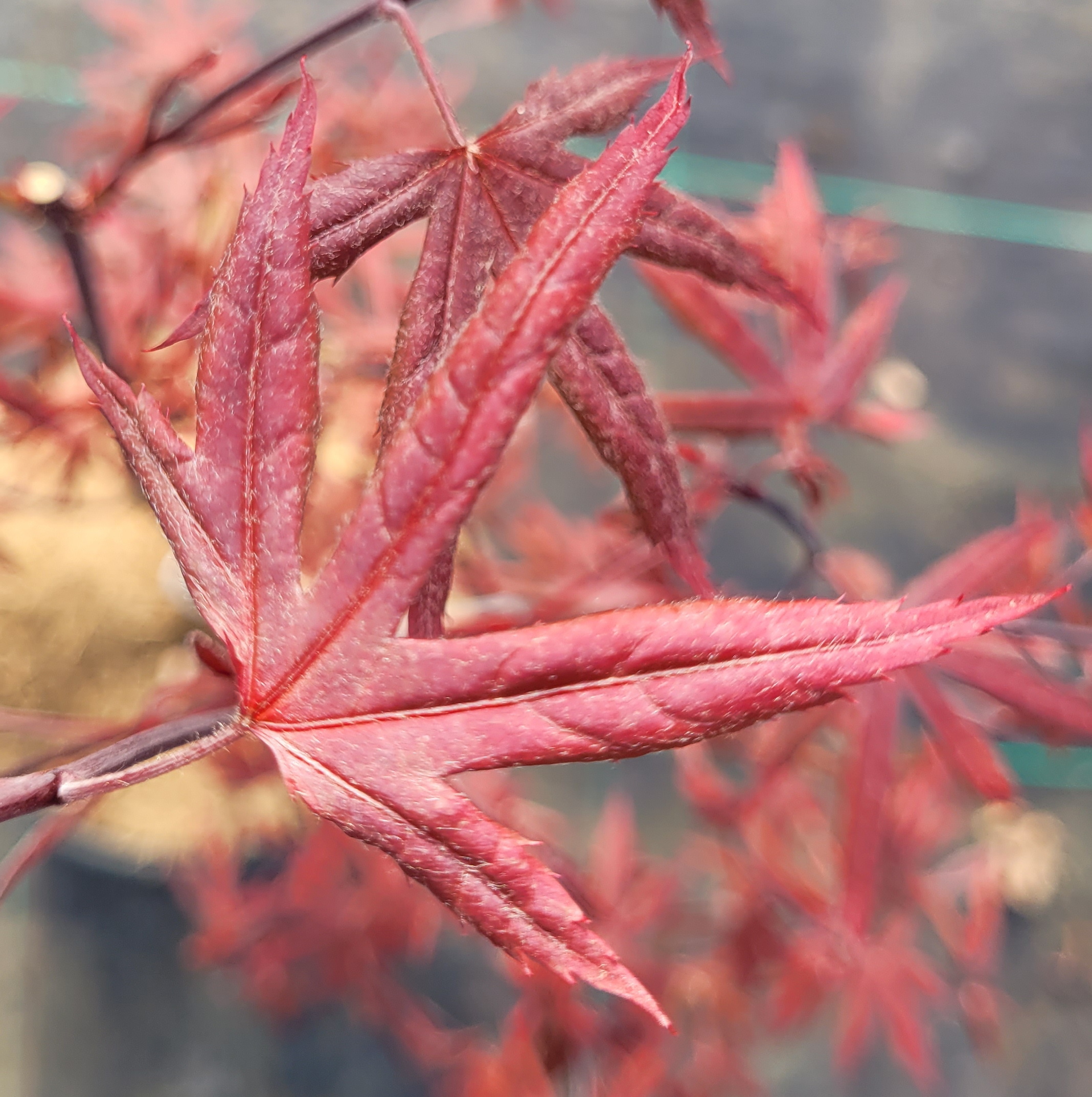 Englishtown – Image 3