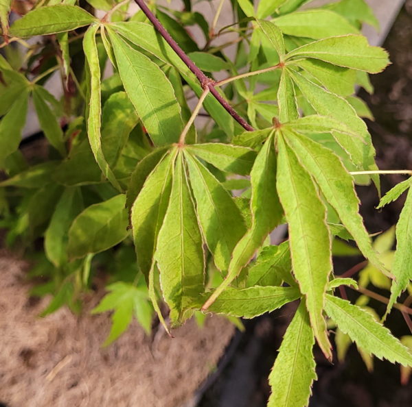 Kin pai – Image 3