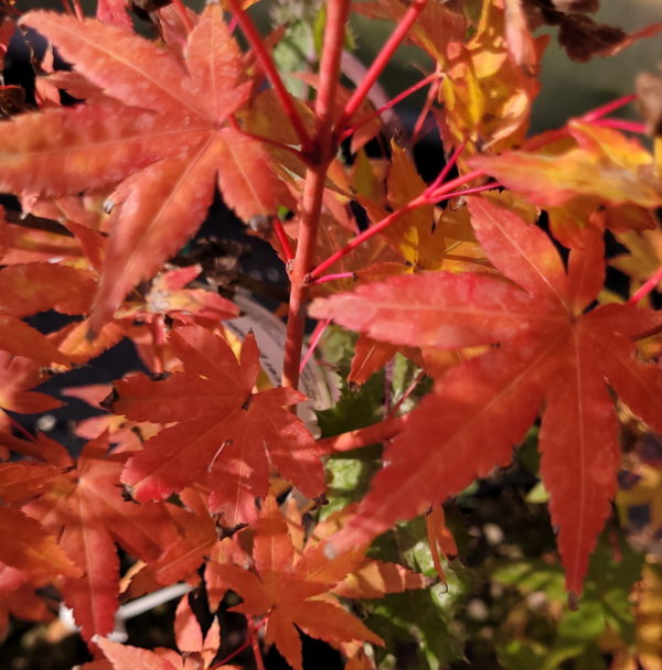 Shin nyo – Image 5
