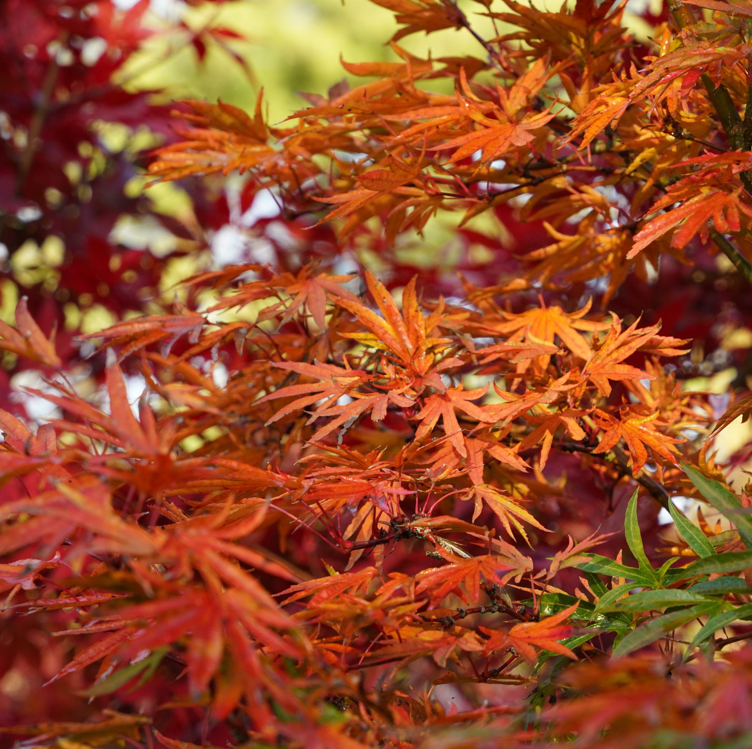 Ushi no tsume – Image 5