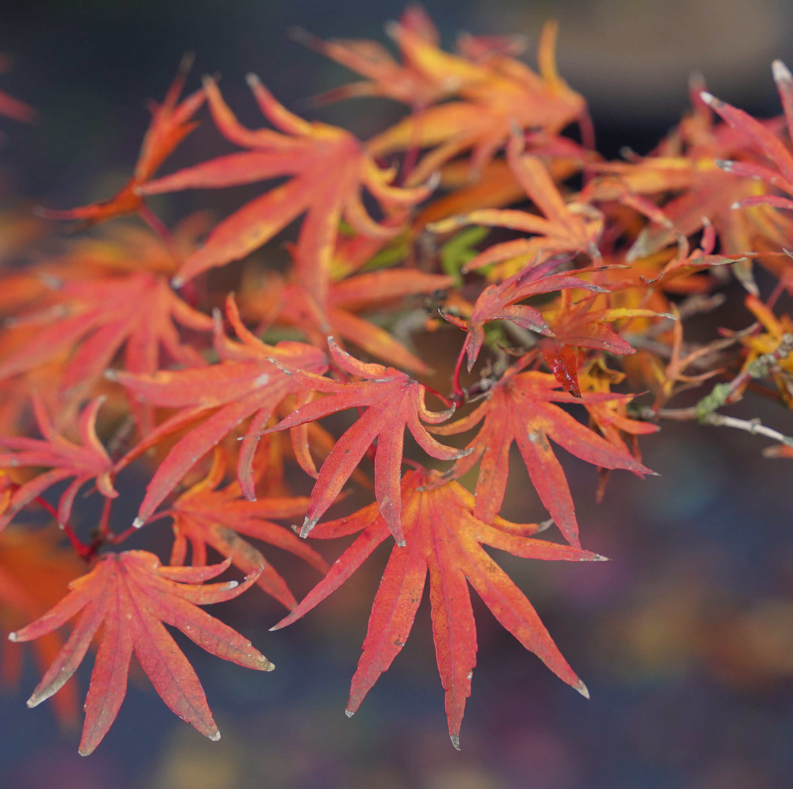 Ushi no tsume – Image 4