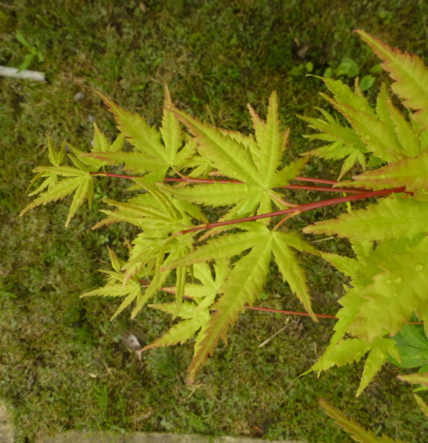 Shin nyo – Image 3