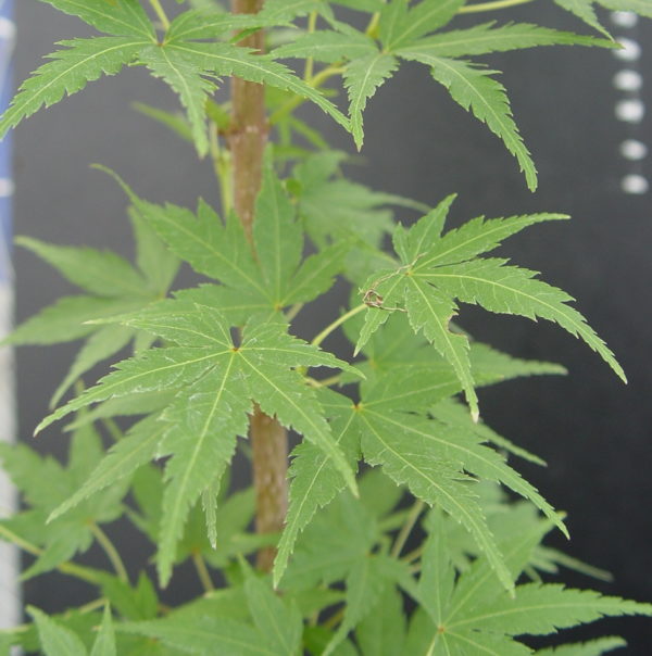 Waka momiji – Image 3