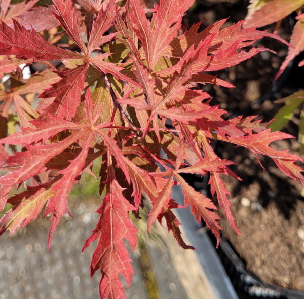 Earth Fire – Image 2