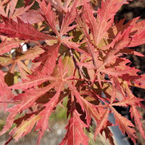 Earth Fire