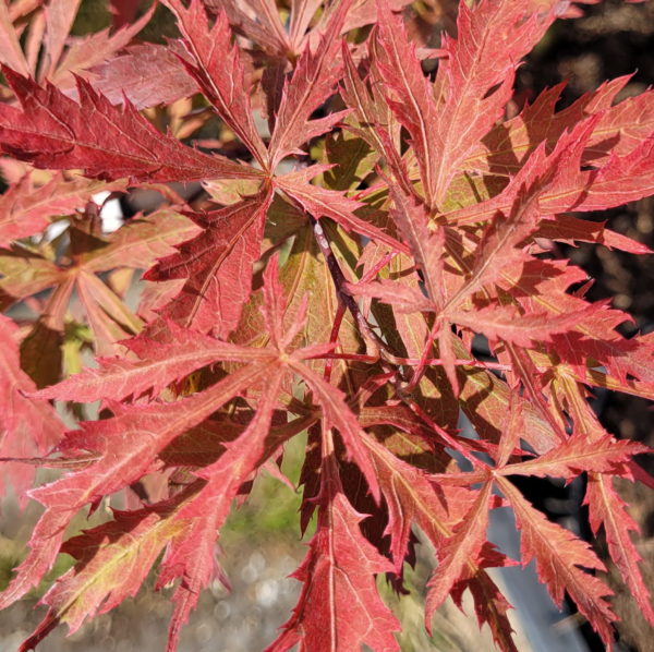 Earth Fire