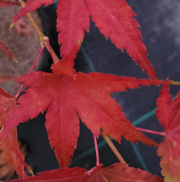 Kotai surū – Image 4
