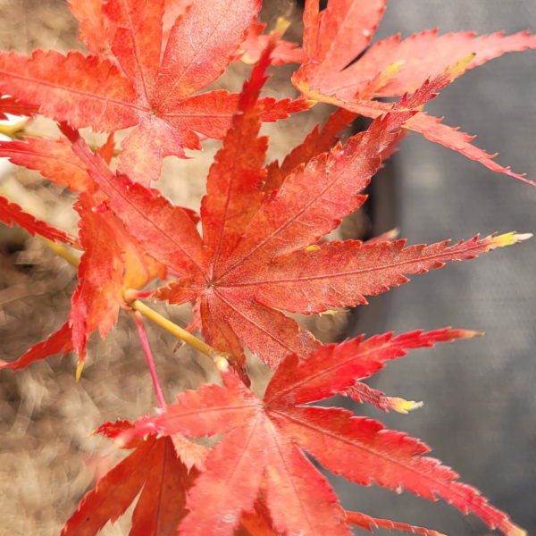 Kotai surū – Image 3