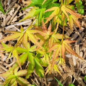 Kotai surū