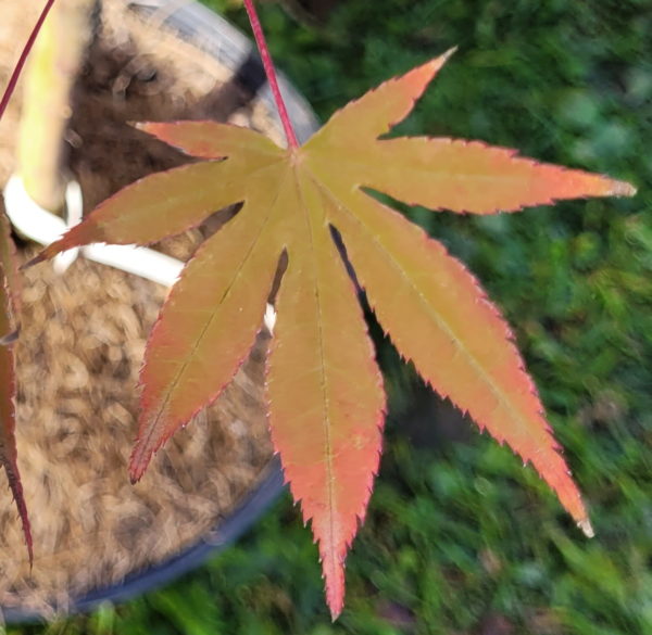 Daiji sen – Image 4