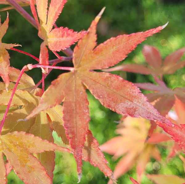 Daiji sen – Image 2