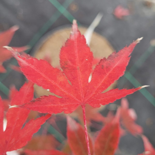 Daiji sen – Image 3