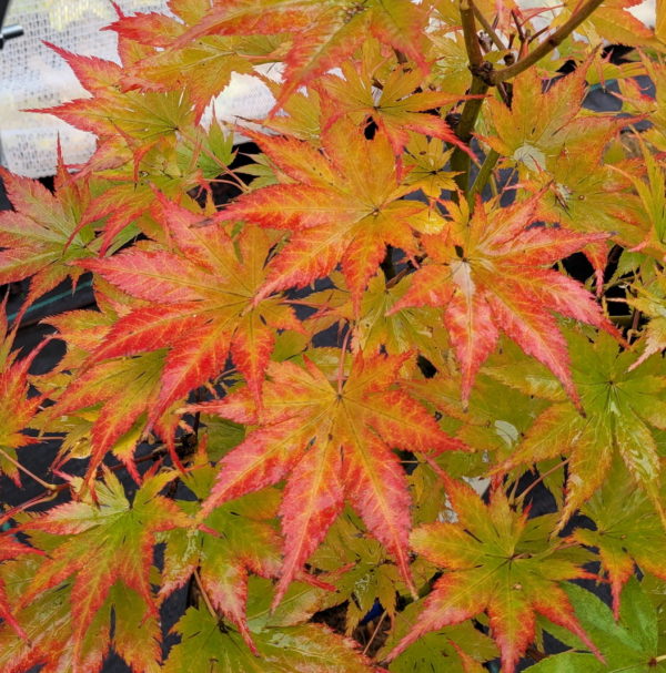 Ki hachijo – Image 4
