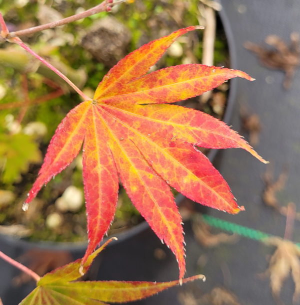 Wakakusa yama