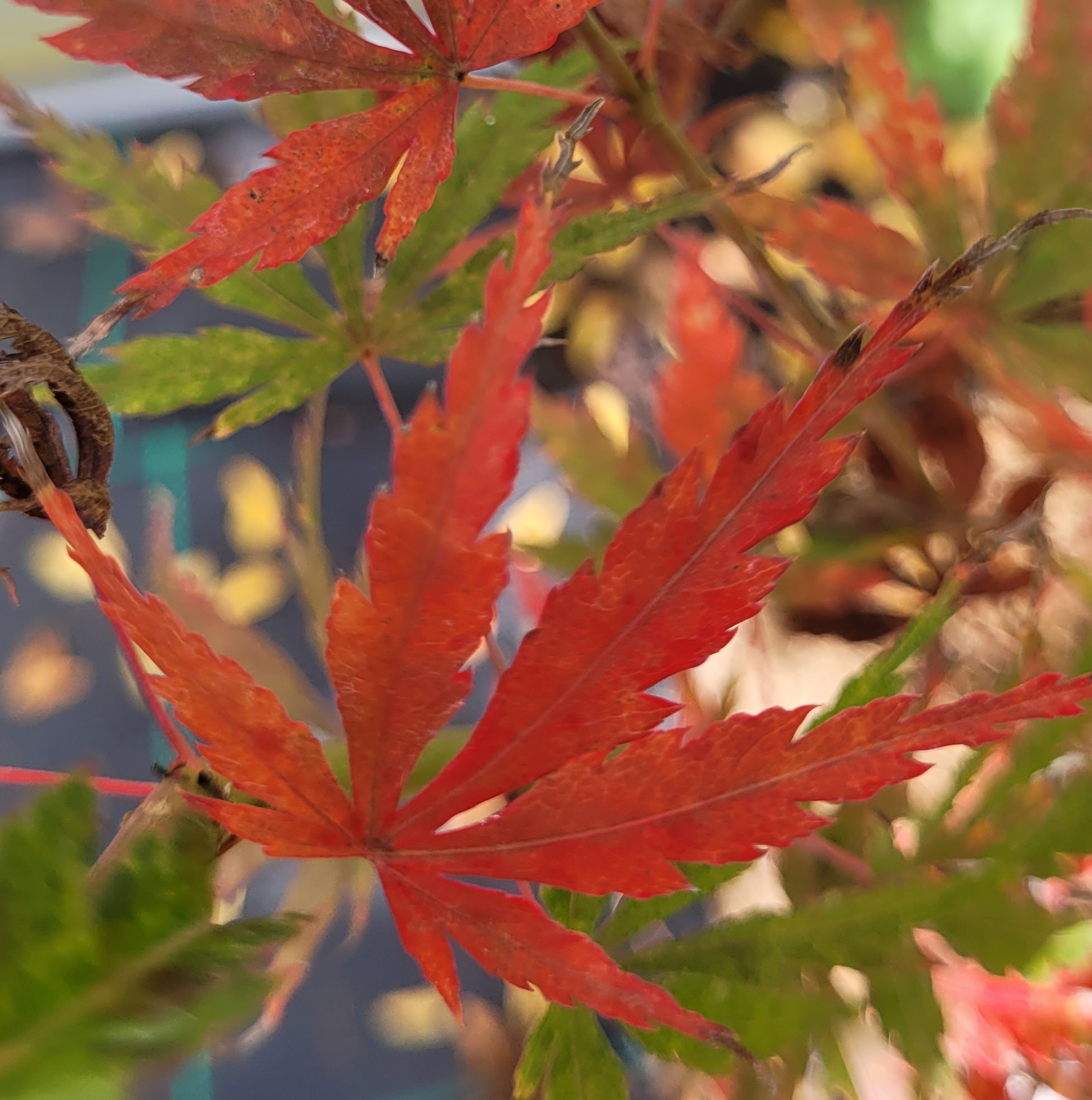 Mure hibari – Image 2