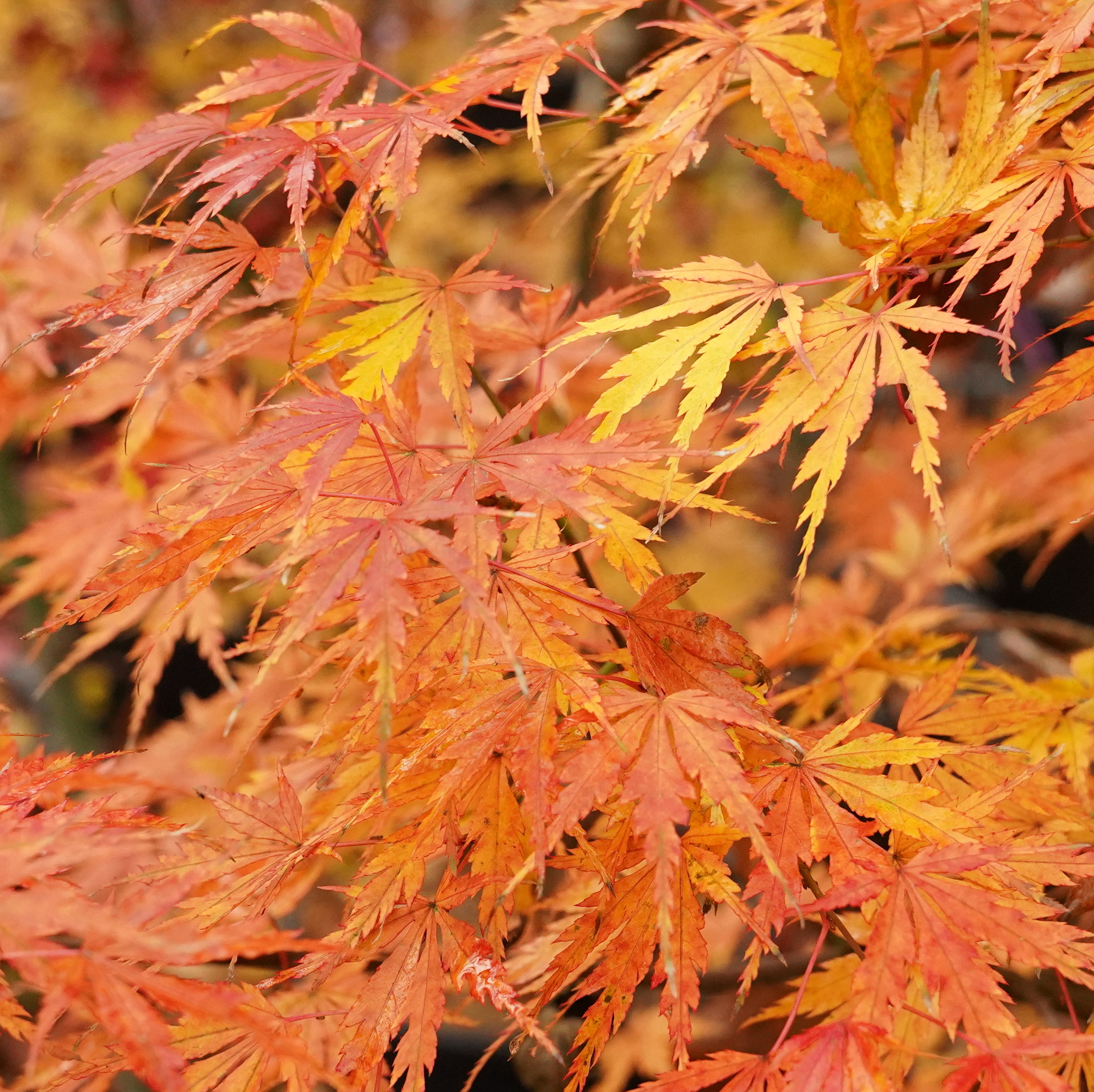 Mure hibari – Image 3