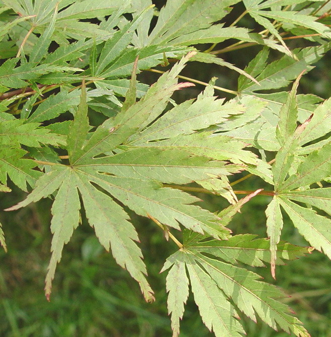 Mure hibari – Image 4